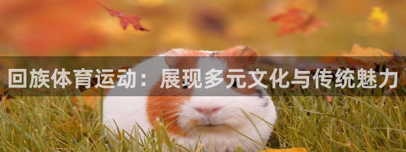 vsport体育：回族体育运动：展现多元文化与传统魅力