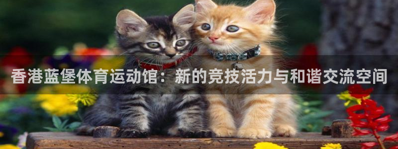 vsport体育：香港蓝堡体育运动馆：新的竞技活力与和谐交流空间